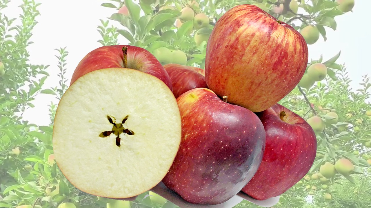 Zagorin Apples (Яблоня Загорин) Zagorin Apples (Яблоня Загорин)