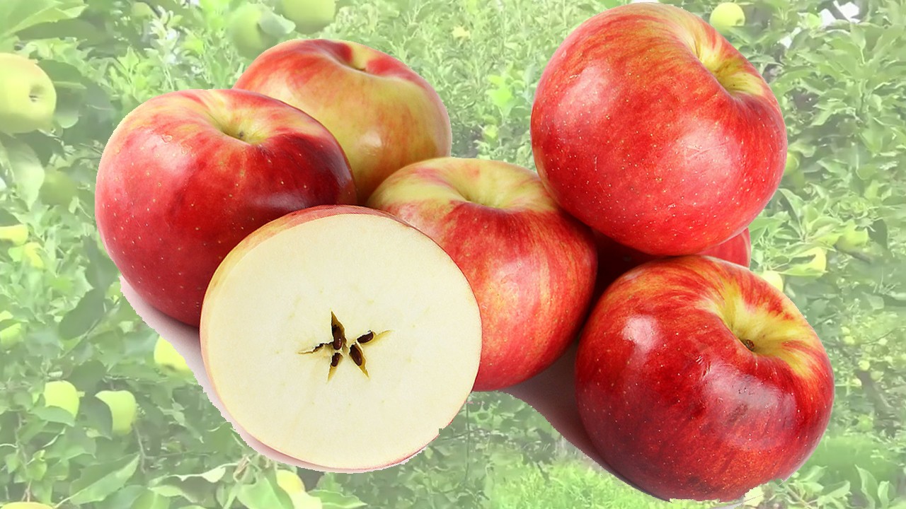 Zestar Apples (Яблоня Зэстар) Zestar Apples (Яблоня Зэстар)