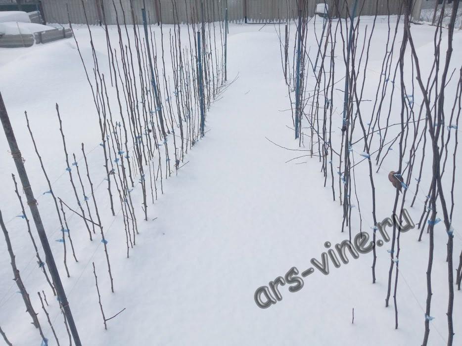 Однолетние саженцы груши зимуют на участке Однолетние саженцы груши зимуют на участке