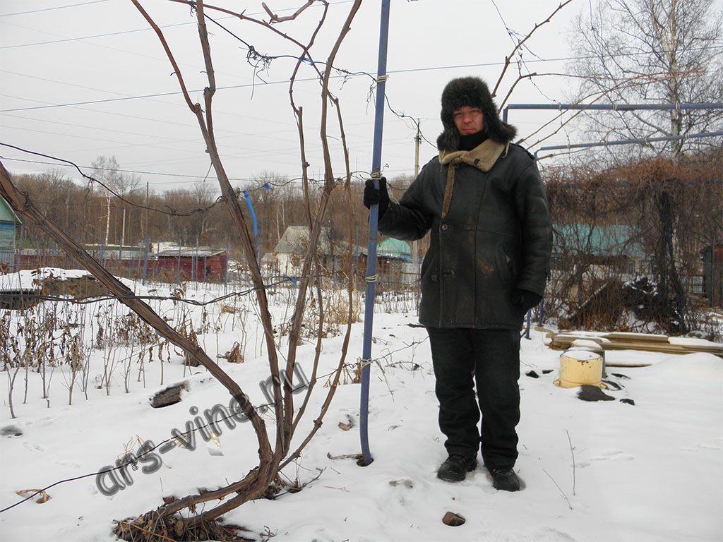 Неукрывной виноград, зимовка на арке Неукрывной виноград, зимовка на арке