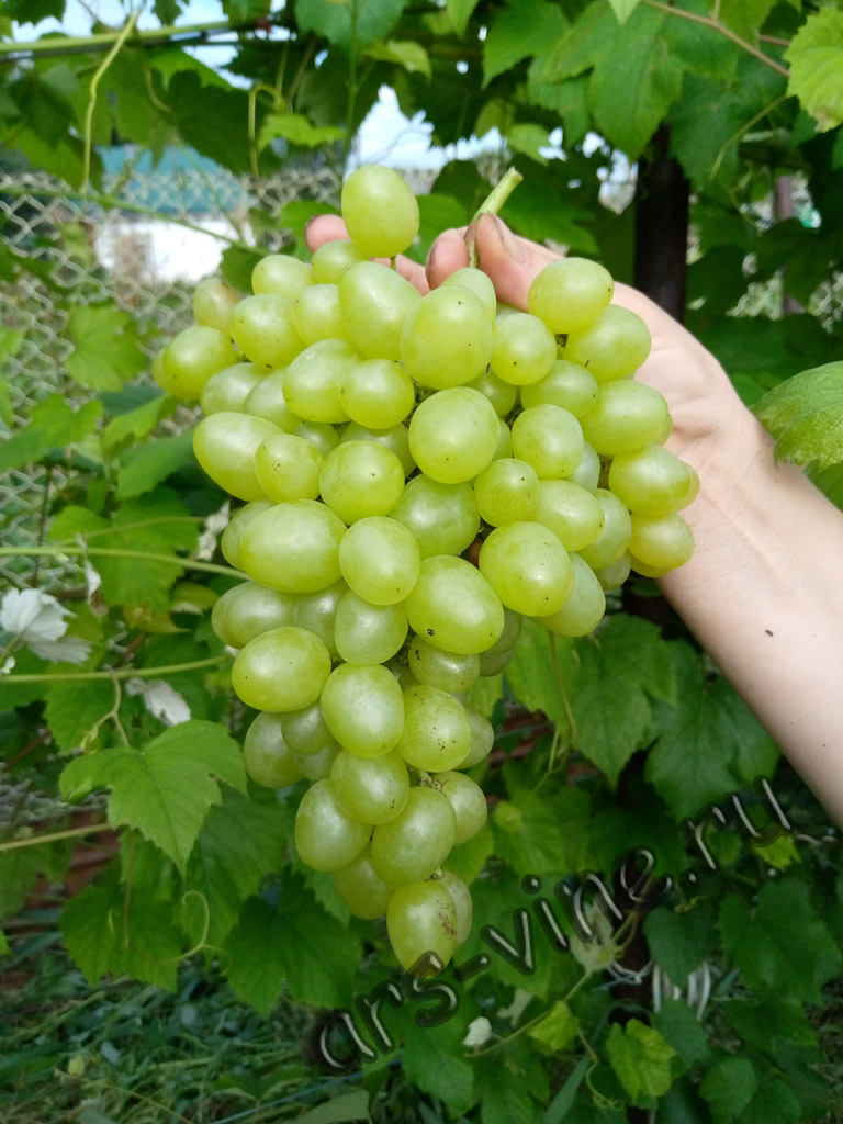Виноград Аркадия Виноград Аркадия