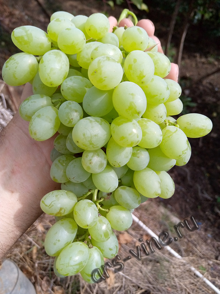 Виноград для Приморского края, рекомендуемые сорта