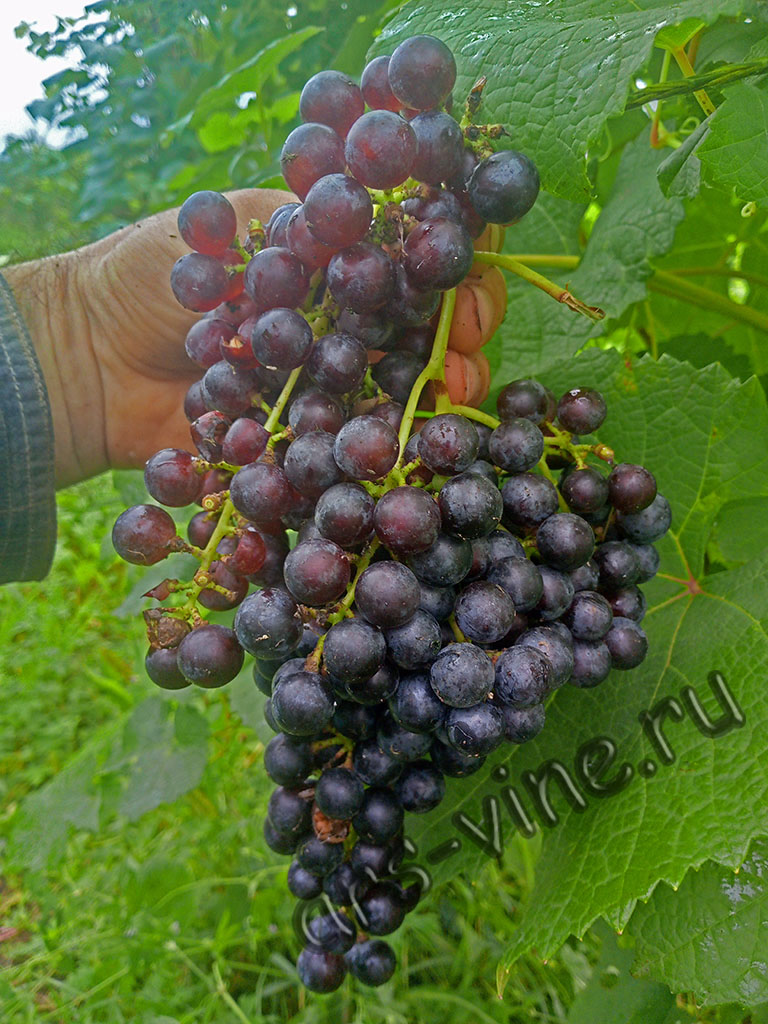 Виноград Адэль Виноград Адэль