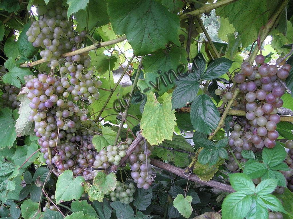 Неукрывные сорта винограда для Приморского края