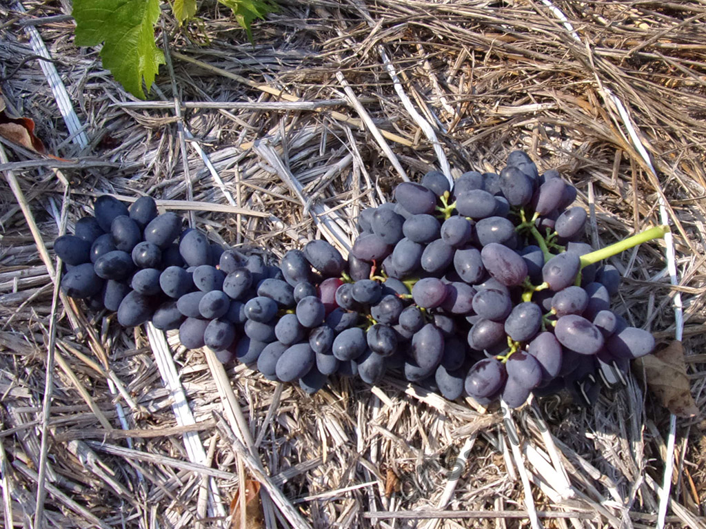Виноград Joy seedless Виноград Joy seedless