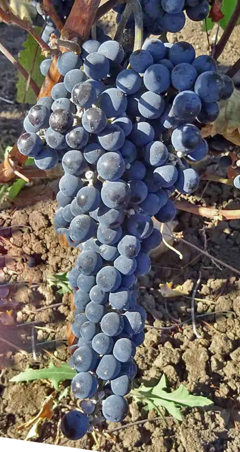 vinograd_bruskam_1
