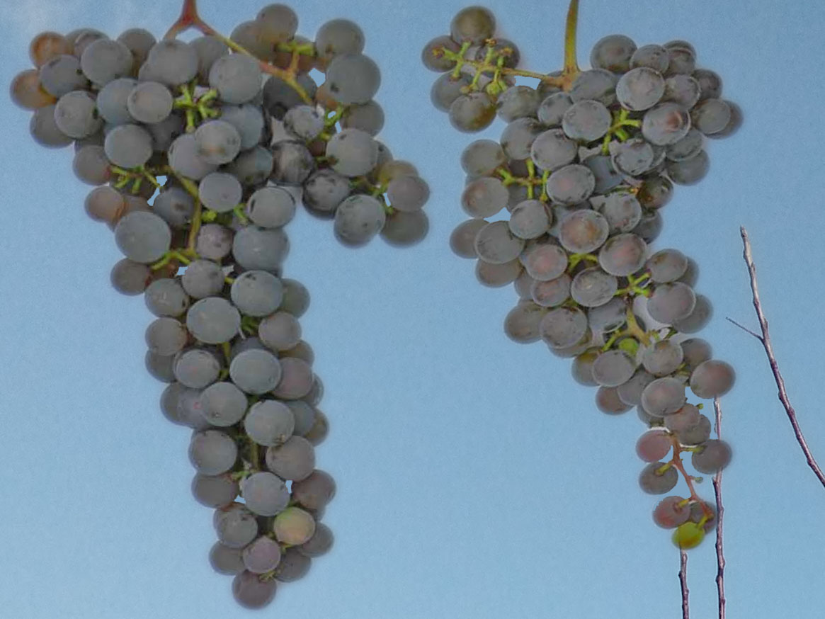 vinograd_frontinyak_gri_1