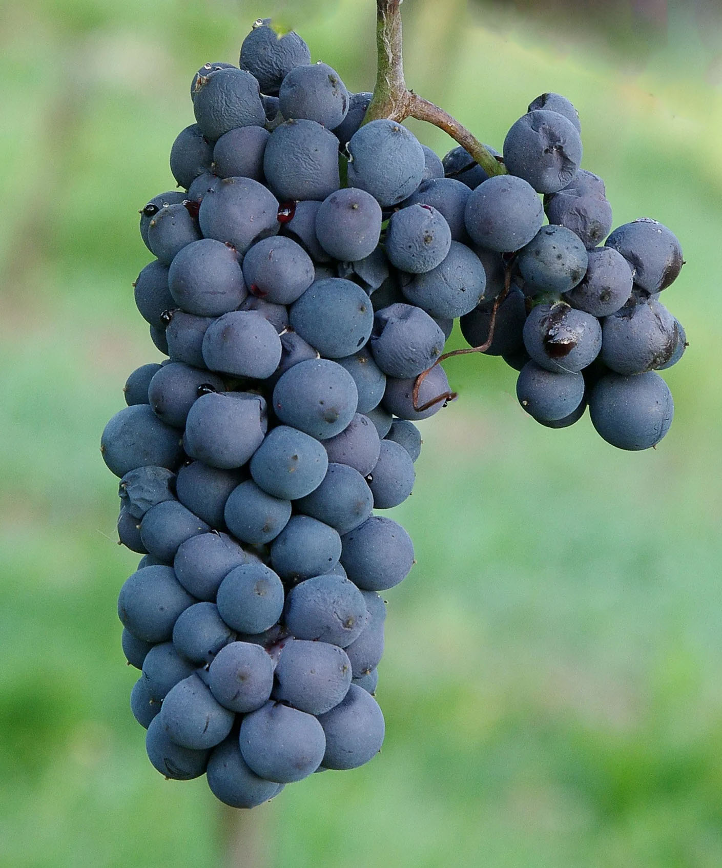 vinograd_leon_mijo_1