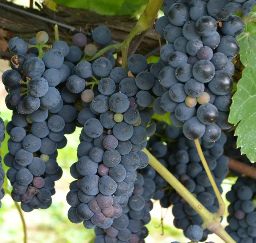 vinograd_leon_mijo_2