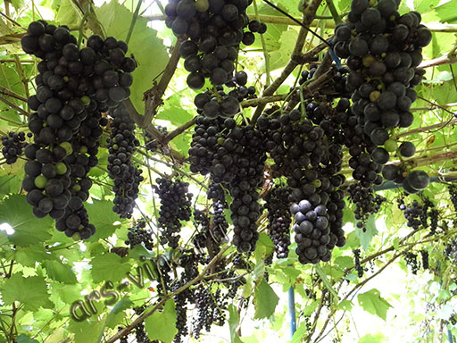 Виноград для Приморского края, рекомендуемые сорта