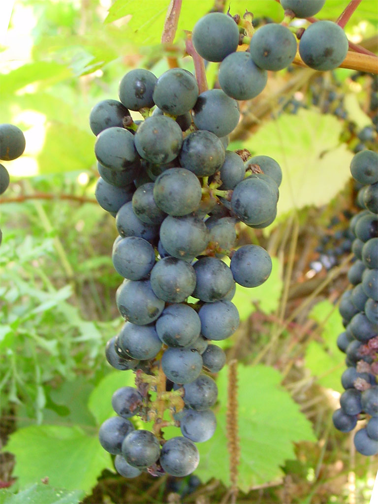 vinograd_marshal_zhoffr_1