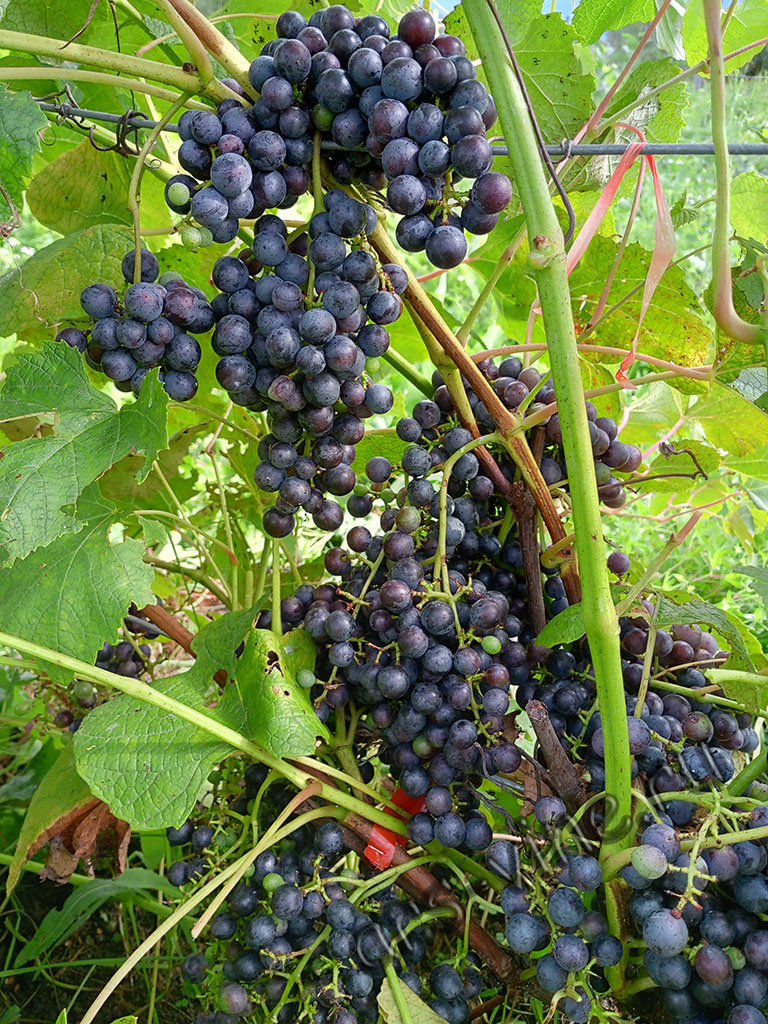 vinograd_primorskij_rannij_1_1024_768