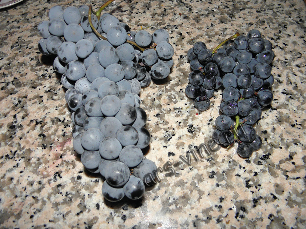 Сравнение гроздей винограда Юкка и Альфа