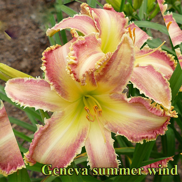 Лилейник Geneva Summer Wind