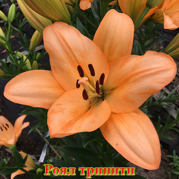 Лилия Роял тринити