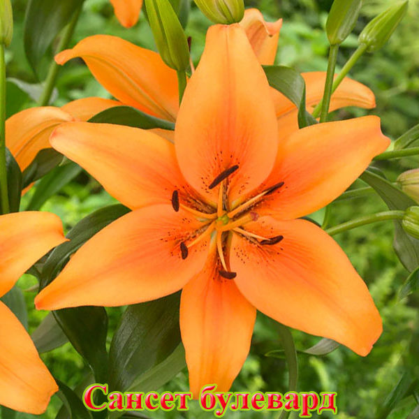 Лилия Сансет булевард