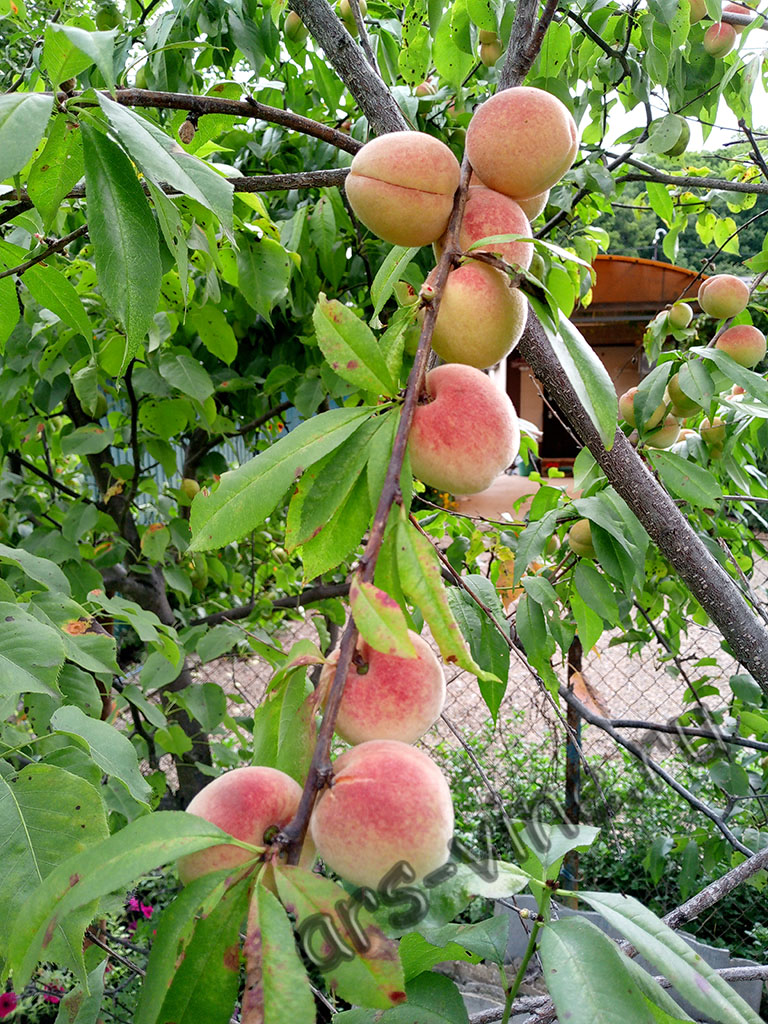 persik_hasanskij_1_1024_768