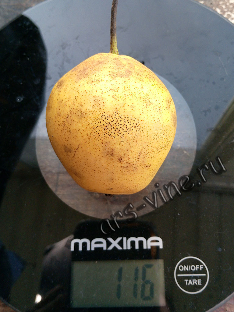 Груша Ли Сю Чан Груша Ли Сю Чан