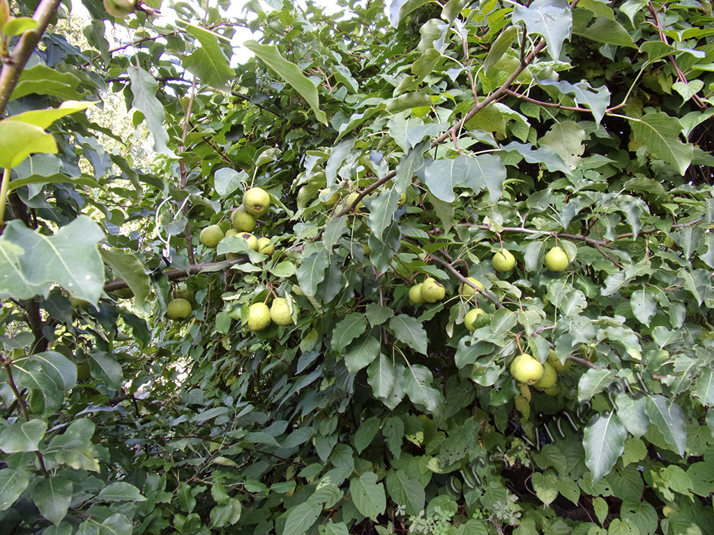 Ветка с урожаем груши Тёма Ветка с урожаем груши Тёма