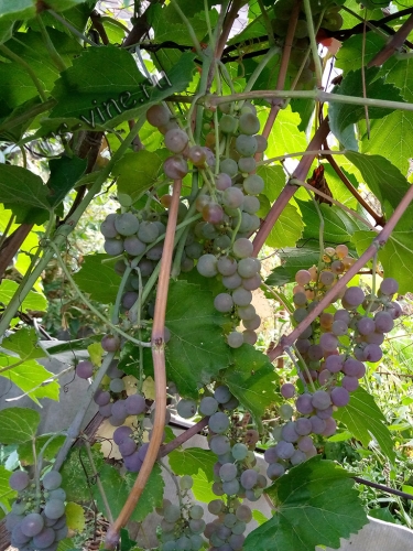 Альпенглоу