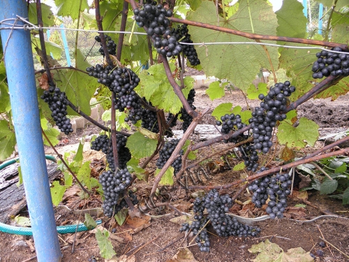 Бако нуар (Baco noir)