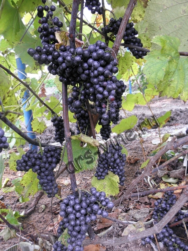 Бако нуар (Baco noir)