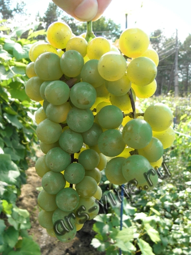 Спутник